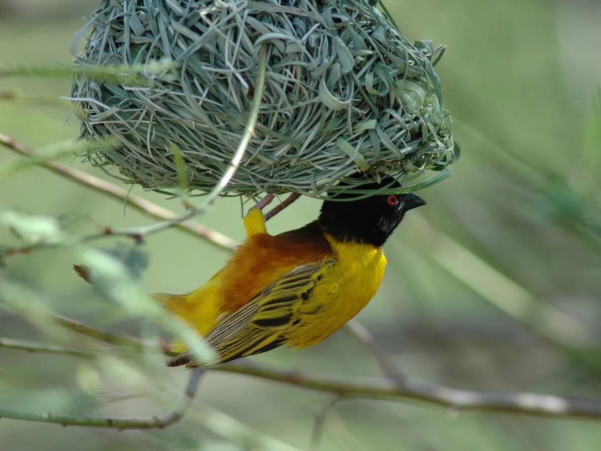 Амадина зебровая белая. Отряд воробьинообразные ткачик. 8 узлов птицы ткача. Weaver птица. Певчая птица из ткачиковых 8 букв.