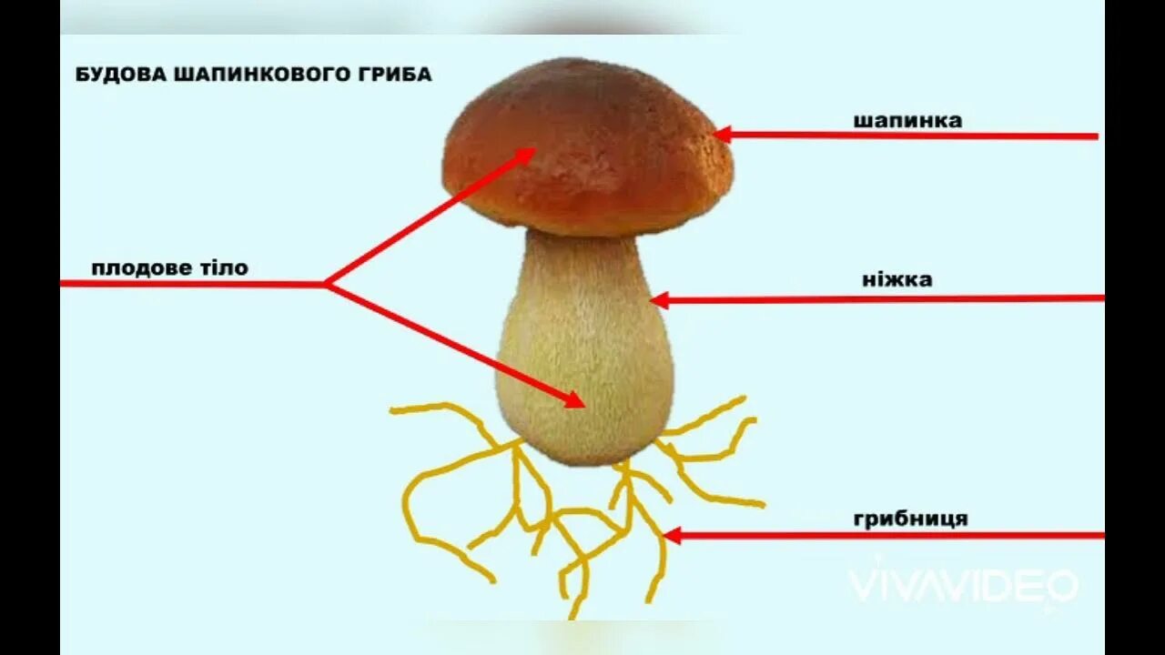 Главная часть любого гриба. Будова гриба. Будова шапинкового гриба. Внутреннее строение грибов. Внешнее строение грибов.