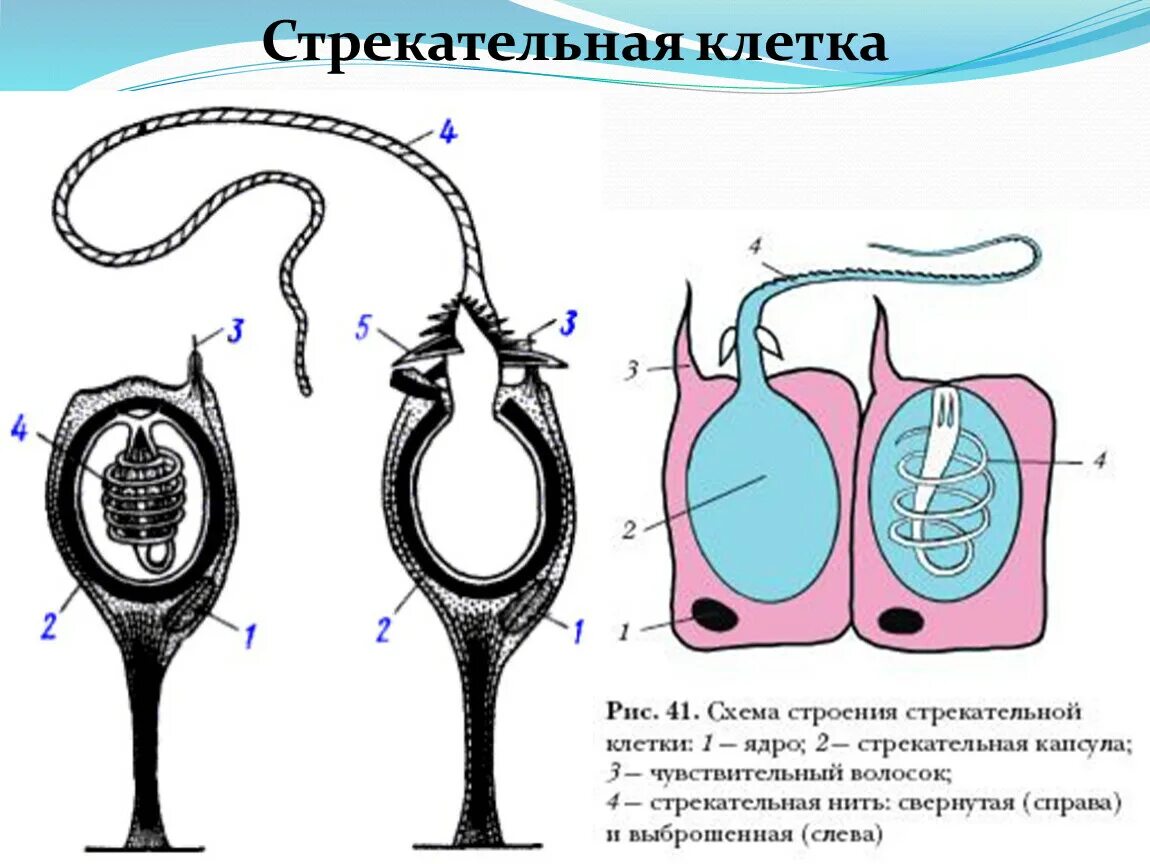 Стрекательная клетка состоит из