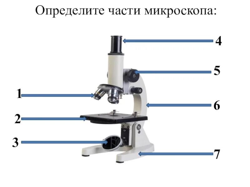 Микроскоп и его части 5 класс биология. Микроскоп строение микроскопа. Световой микроскоп строение. Составные части микроскопа 5 класс биология. Микроскоп части микроскопа биология 5 класс.