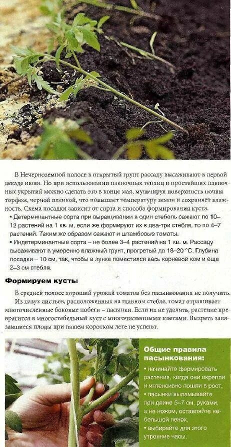 Высадка томатов в теплицу в апреле. Рассада томатов до высадки в грунт. Рассада томатов по дням. Рассада помидор в грунт когда высаживать. Грунт для рассады помидор.