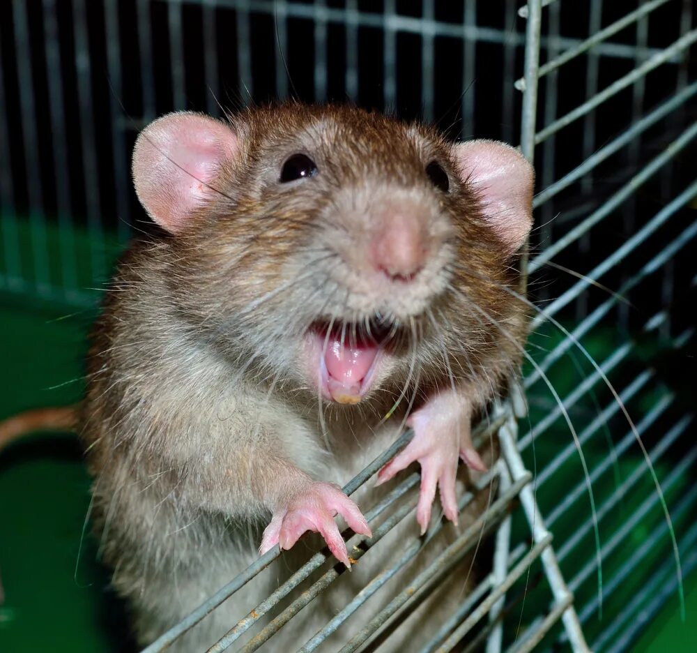 Удивлённая крыса. Австралийская мышь. Удивленная мышь. Грустная крыса. Мордочка крысы.