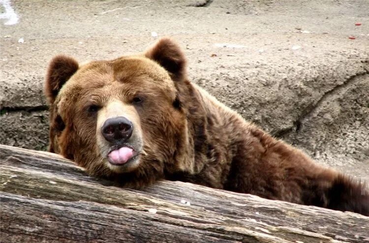 Обиженный медведь. Медведь с высунутым языком. Медведь обиделся. Грустный медведь. Виновато медведь