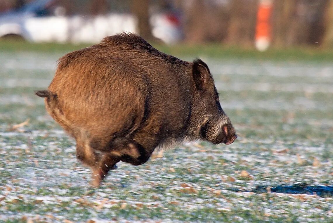 жесткие кабаны