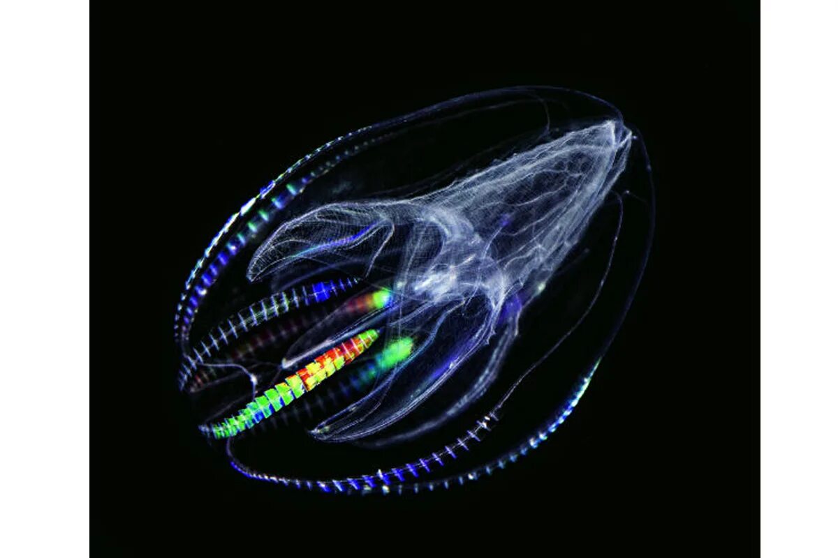 Comb jellies. Мнемиопсис медуза. Гребневики. Мертензия Гребневик. Пищеварительная система гребневиков.