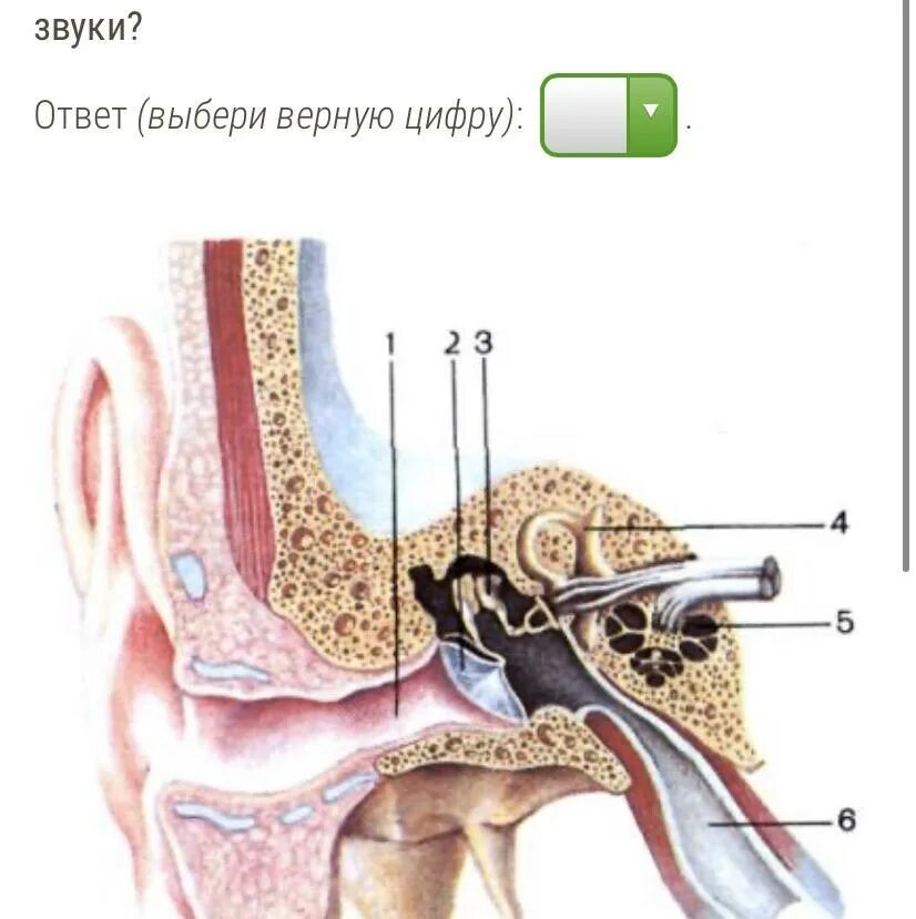 Какой цифрой обозначает вестибулярный аппарат. Евстахиева труба анализатор. Слуховой анализатор евстахиева труба. Орган слуха усиливающий звуковые колебания. Нервный Импульс в слуховом анализаторе.