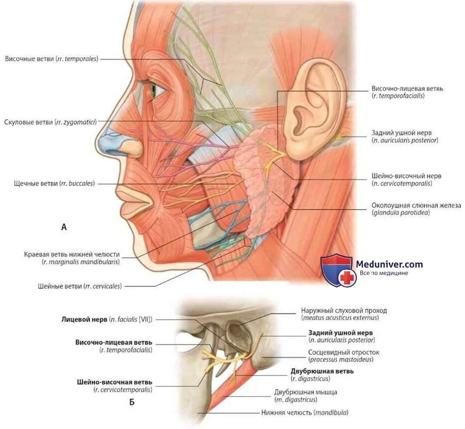Околоушная железа анатомия топография. Околоушная слюнная железа анатомия топография. Лицевой нерв и слюнная железа. Лицевой нерв околоушная железа. Нервы околоушной железы