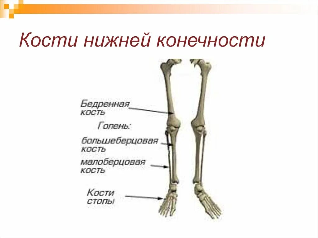 Тема нижние конечности. Скелет нижних конечностей схема. Кости нижней конечности анатомия. Кости нижних конечностей человека анатомия. Кости нижних конечностей человека анатомия строение.