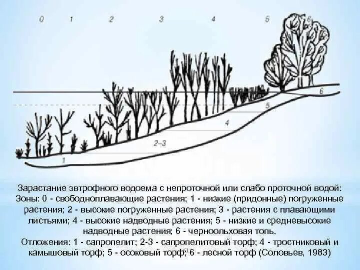 Для какого типа болот характерна эвтрофная растительность