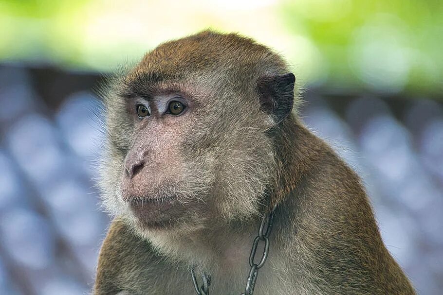 Monkey up