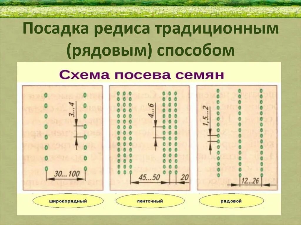 На каком расстоянии сеять семена. Редис схема посадки в открытый грунт. Схема посева семян редиса. Схема посадки семян редиса. Схема посадки редиса в открытом грунте.