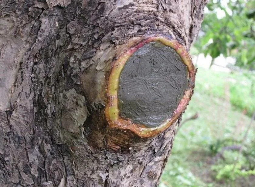 Что остается после деревьев