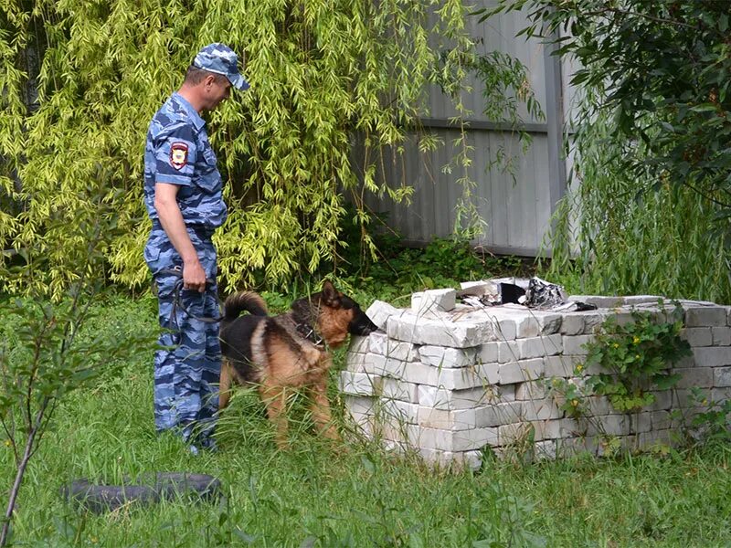 Орехово зуевское мвд. Кинолог орехово зуево. Кинолог орехово зуево. Полк ппсп красноярск кинолог. Кинологическая служба полиции.