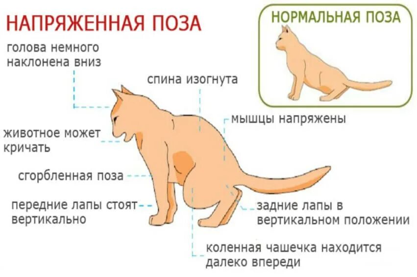 Мочекаменная болезнь у котов симптомы. Мочекаменная у котов симптомы и лечение. Симптомы мочекаменной болезни у котов и кошек. Нормальная поза кота при мочеиспускании