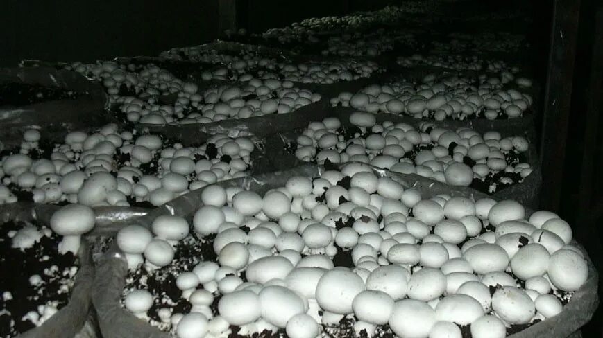 Почему шампиньоны можно выращивать на искусственных средах. Оборудование для грибоводства шампиньоны. Шампиньоны в подвале. Грибы растущие в подвале. Грибоводство шампиньонов.