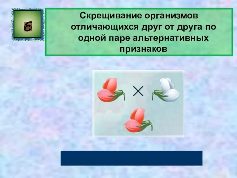 Скрещивание организмов различающихся по одному признаку