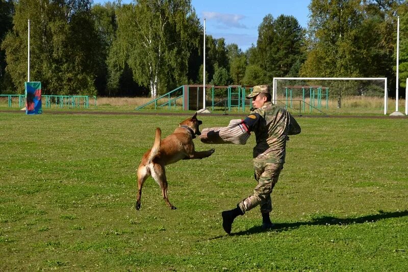 Кинолог центр. 470 Центр служебного собаководства. 470 Учебный центр служебного собаководства вс РФ. 470 Учебный центр служебного собаководства Дмитровский район. Кинологический центр Княжево.