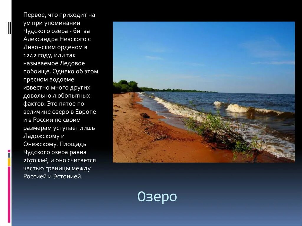 Чудское озеро частично относится к современной. Псково-Чудское озеро. Сообщение про Чудское озеро. Презентация Чудское озеро. Чудское озеро краткое описание.