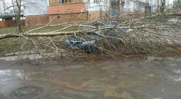 Грозили сегодня. Непогода Калуга. Калуга в апреле. Последствия шквалистого ветра дерево упало на остановку. Непогода в Лыскове.