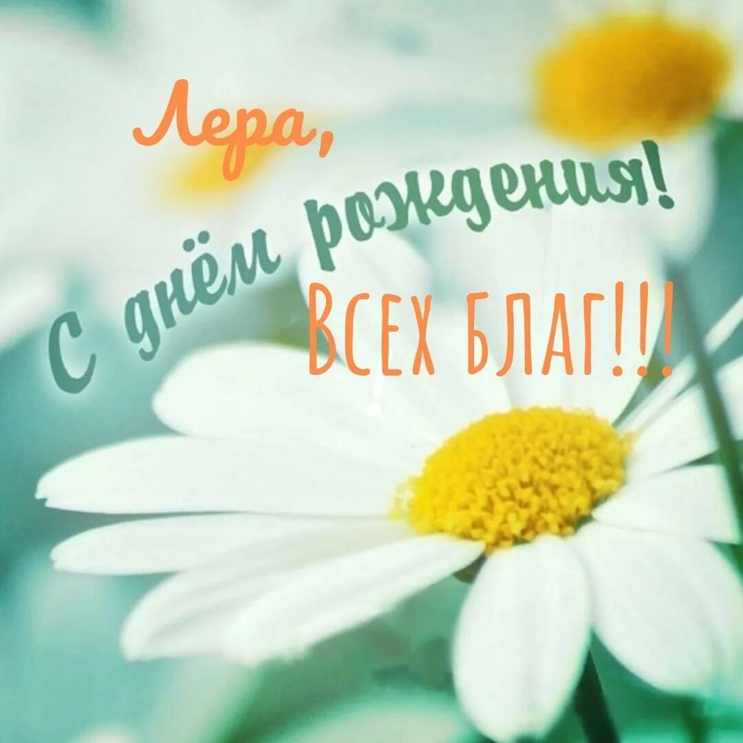 Ромашки. Шикарный букет ромашек. Открытки с днём рождения с ромашками. Красивые пожелания с ромашками. Букет ромашек с днем рождения.