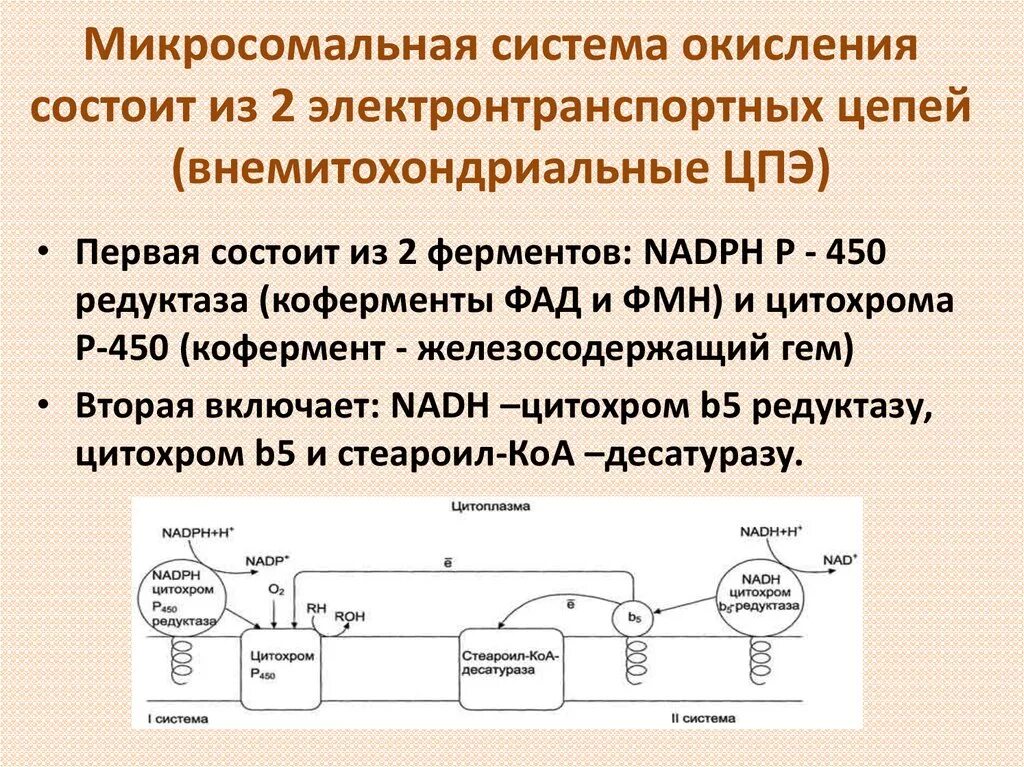 Система s является. Микросомальное окисление р450. Схема микросомального окисления. Микросомальное окисление ксенобиотиков. Микросомальное окисление схема.