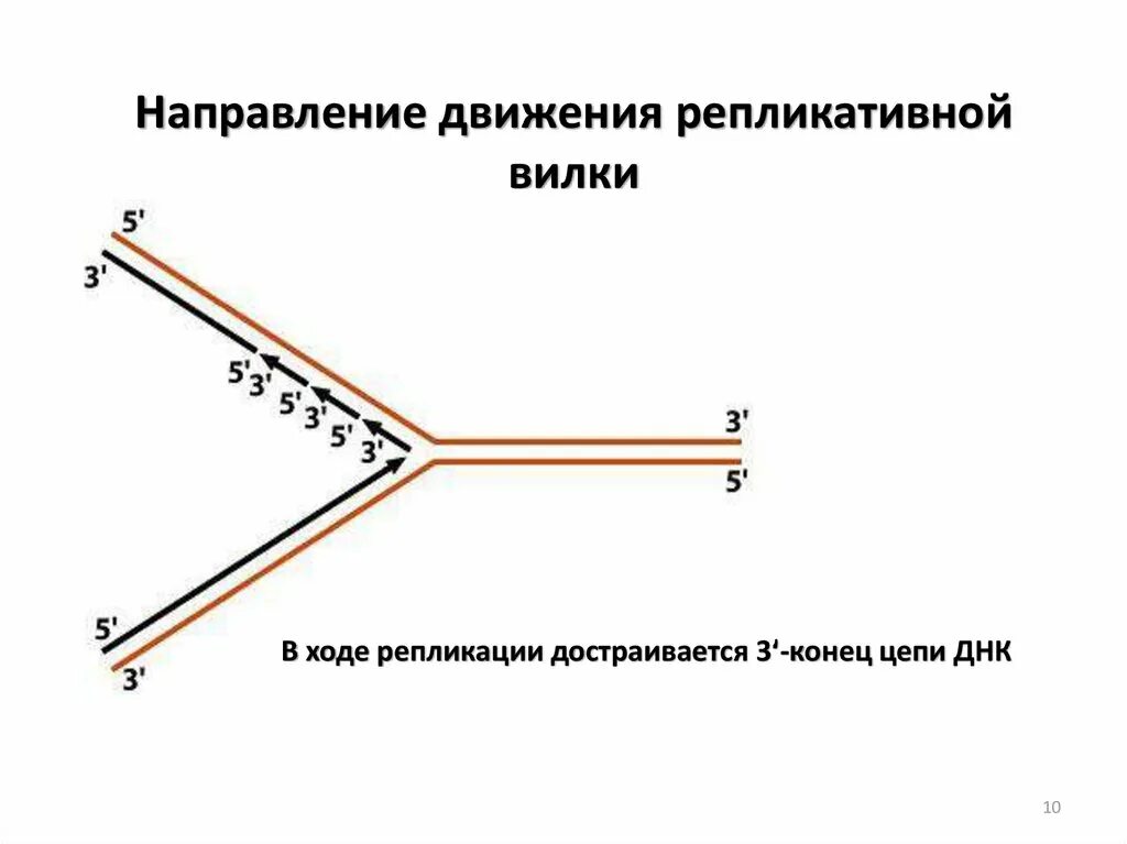 Фермент вилка. Репликативная вилка. Направление репликативной вилки. Схема репликационной вилки. Репликационная вилка строение.