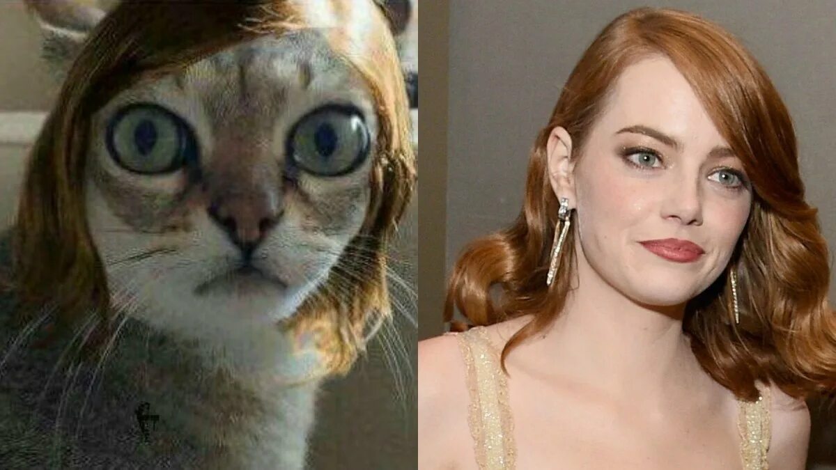 джослин вильденштейн интервью. эмма стоун мем. люди похожие на своих кошек.