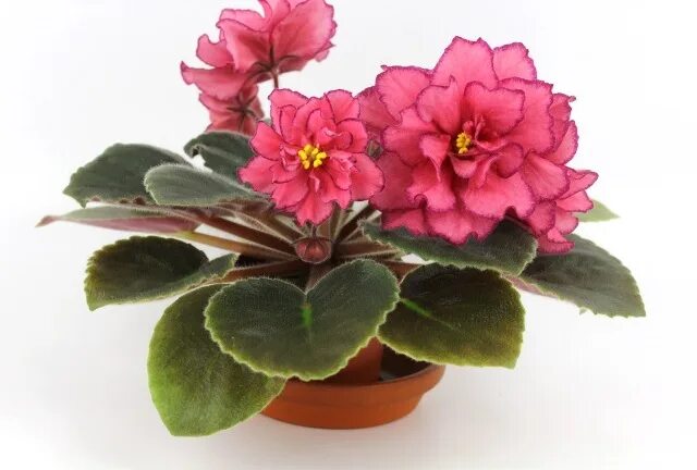 сорт фиалки роскошь. сенполия ав роскошь. фиалка ав роскошь. сорт роскошь. фиалка ав роскошь.