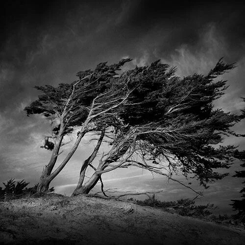Wuthering waves when the forest