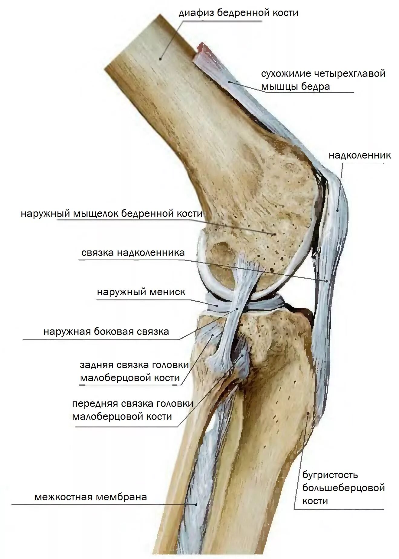Как устроено колено. Мыщелок коленного сустава большеберцовой кости. Коленный сустав анатомия связки надколенника. Коленный сустав малоберцовая кость. Передняя связка головки малоберцовой кости.