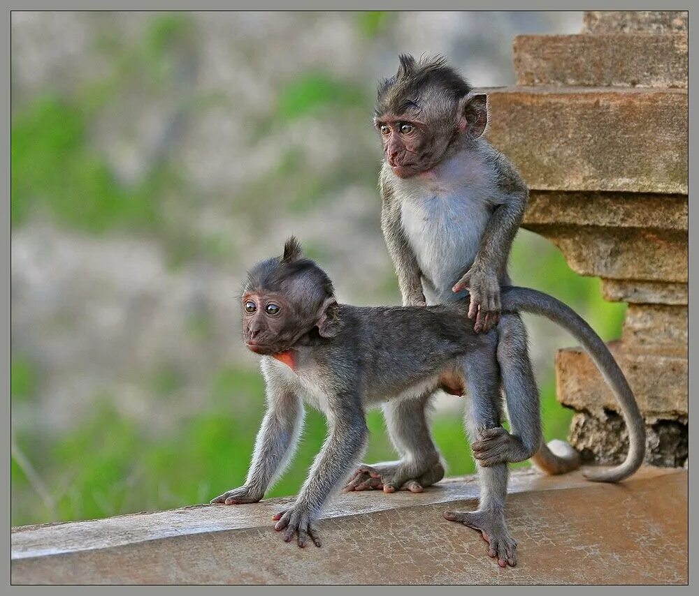 две макаки. смешные звери. тесты над животными в косметологии. какое животное подходит насте. настя в зоопарке.