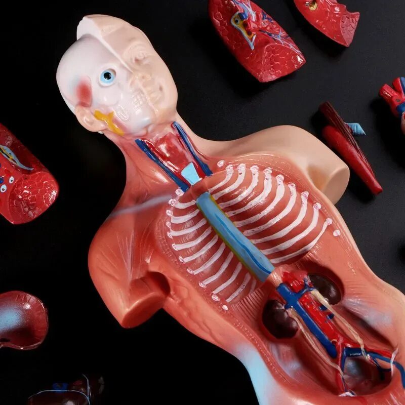 Модель органов человека. Анатомический муляж. Анатомическая модель. Муляжи внутренних органов. Анатомическая модель человека.