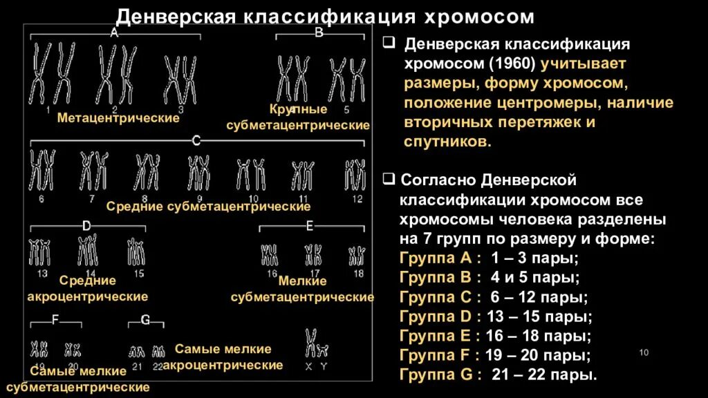 Характеристики хромосом человека. Кариотип Денверская классификация. Кариотип человека Денверская классификация. Денверская классификация хромосом человека. Денверская и Парижская классификация хромосом.