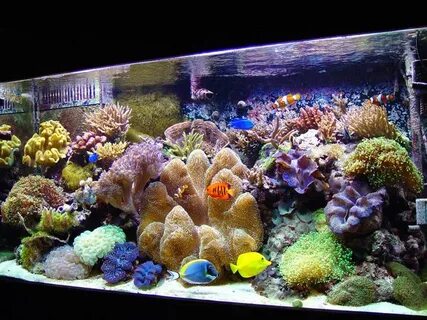 Виды морского аквариума