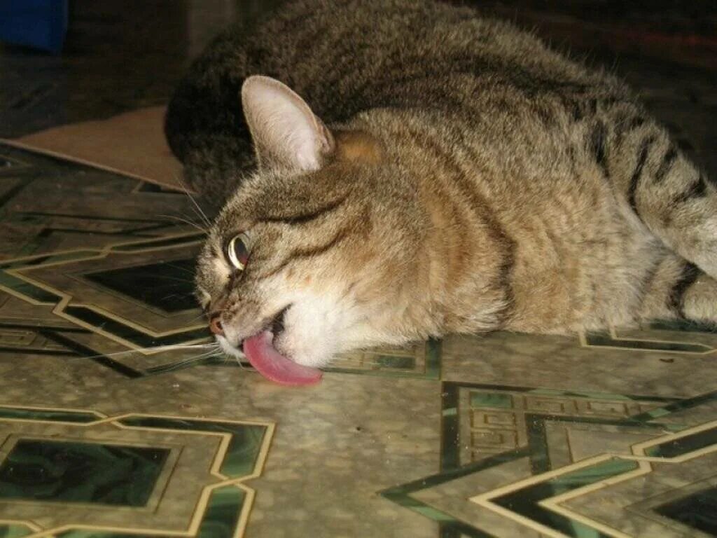 Можно котам валерьянку