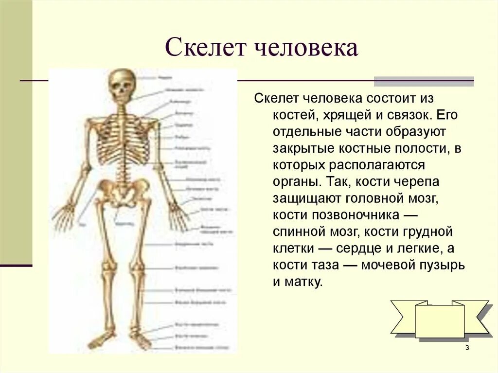 Скелет человека с названием костей 4 класс. Строение частей скелета человека. Кости скелета кратко. Основные части скелета человека 3 класс. Скелет название костей основные.