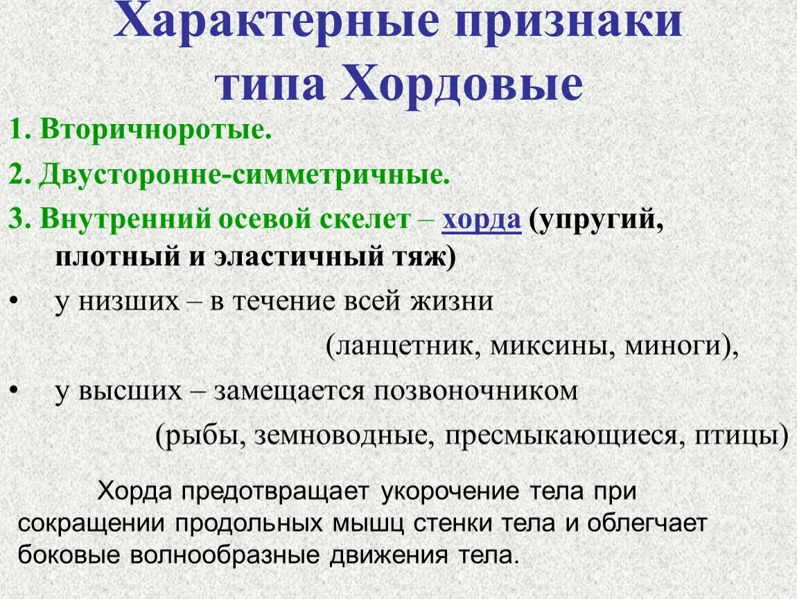 Признаки животных типа Хордовые. Общая характеристика хордовых. Характерные черты хордовых. Общая характеристика типа хордовых.