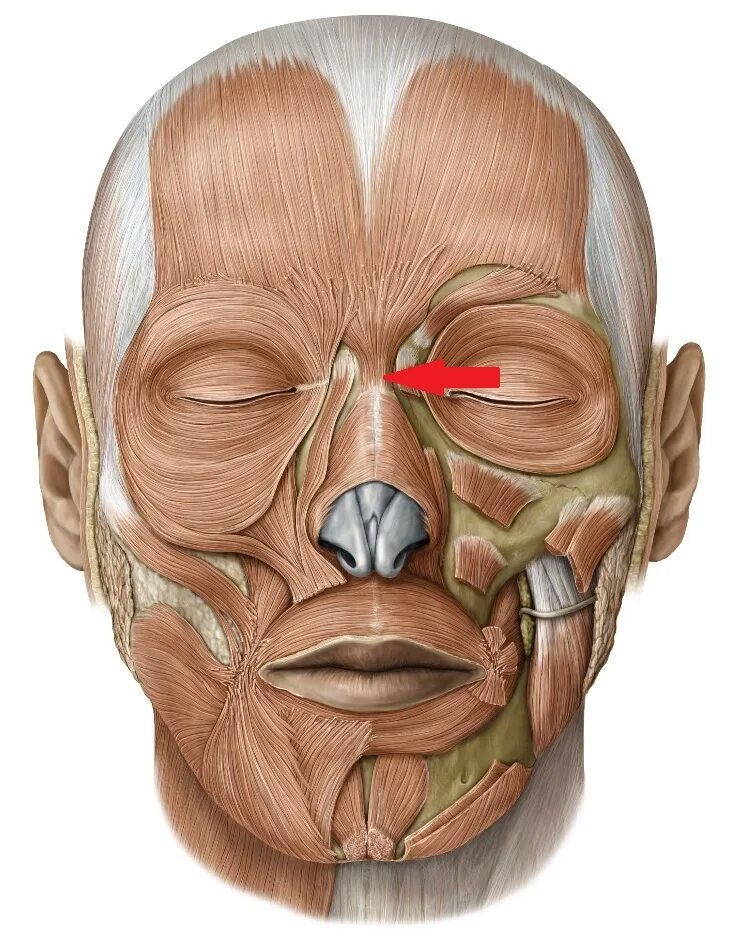 Поднимающая угол рта. Мускулюс Фронталис. M levator Anguli Oris. Musculus levator Anguli Oris.