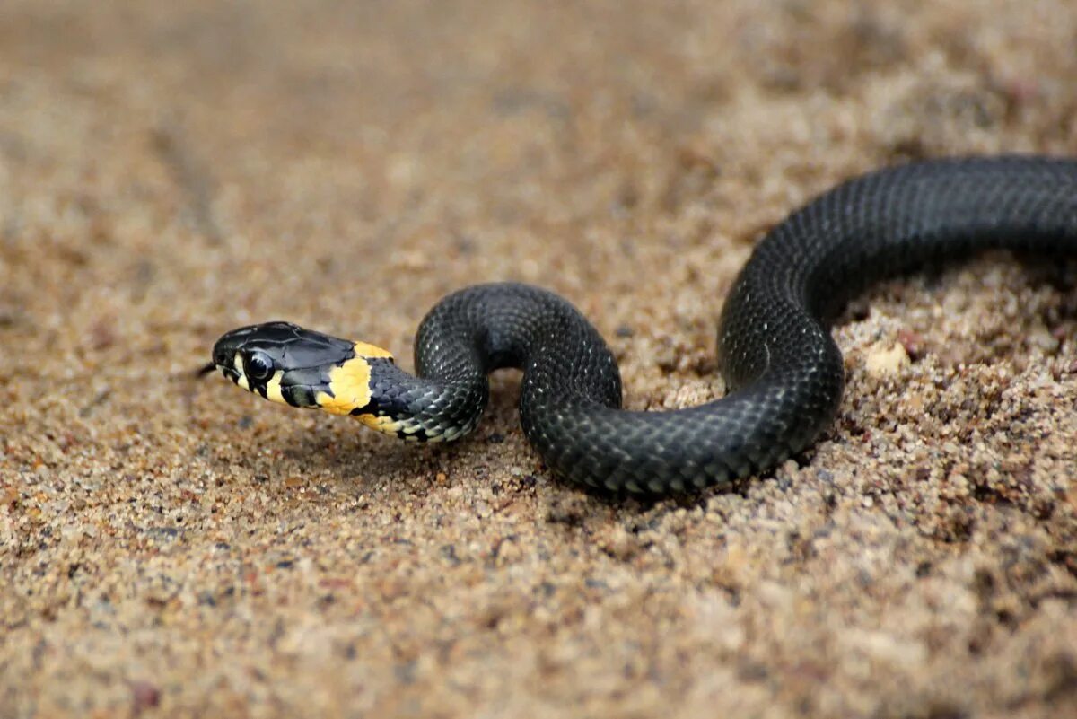 Grass snake. Обыкновенный уж. Змея уж обыкновенный. Обыкновенный уж Natrix Natrix. Гадюка полоз уж.