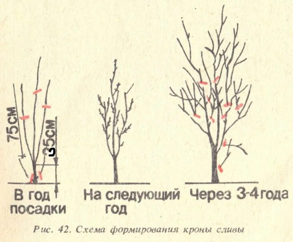 Как правильно обрезать сливу весной для начинающих. Формирование кроны алычи схема.