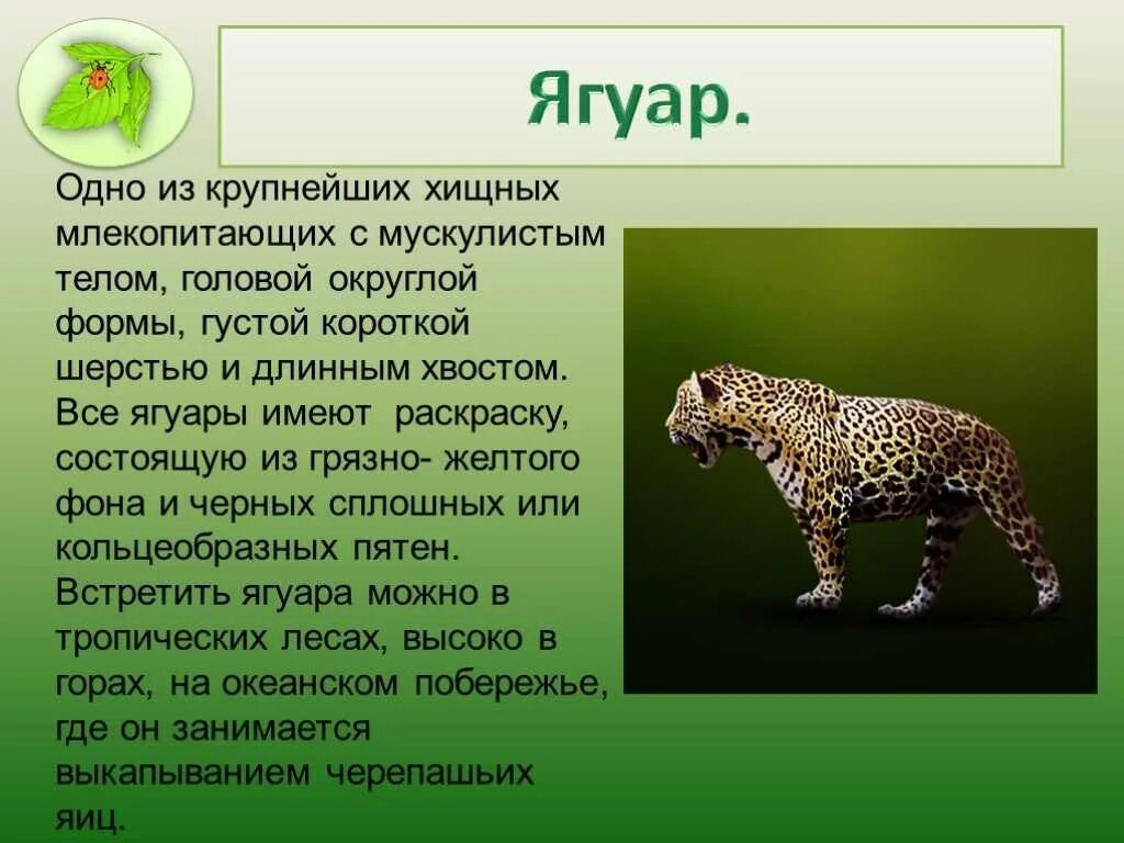 Сообщение про любого млекопитающего. Ягуар презентация. сообщение о ягуаре кратко. познавательный рассказ о ягуаре. ягуар описание животного.