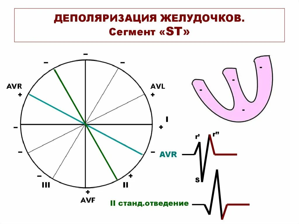 Деполяризация желудочков. Деполяризация желудочков начинается с. время деполяризации желудочков. желудочки деполяризация деполяризация.