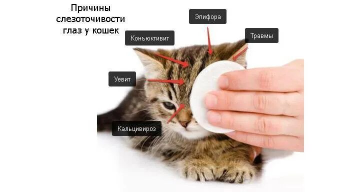 Почему кошка кашляет