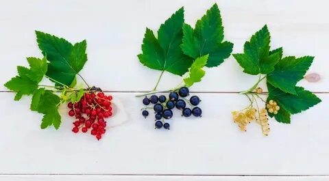 Смородина любимая