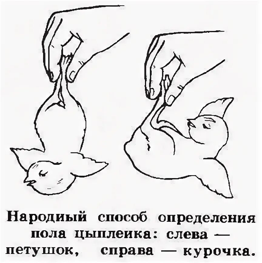 Как различить курочку. Как различить курочку