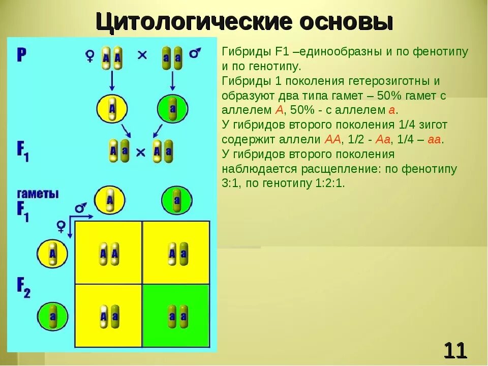 Рецессивная гомозигота образует два типа гамет