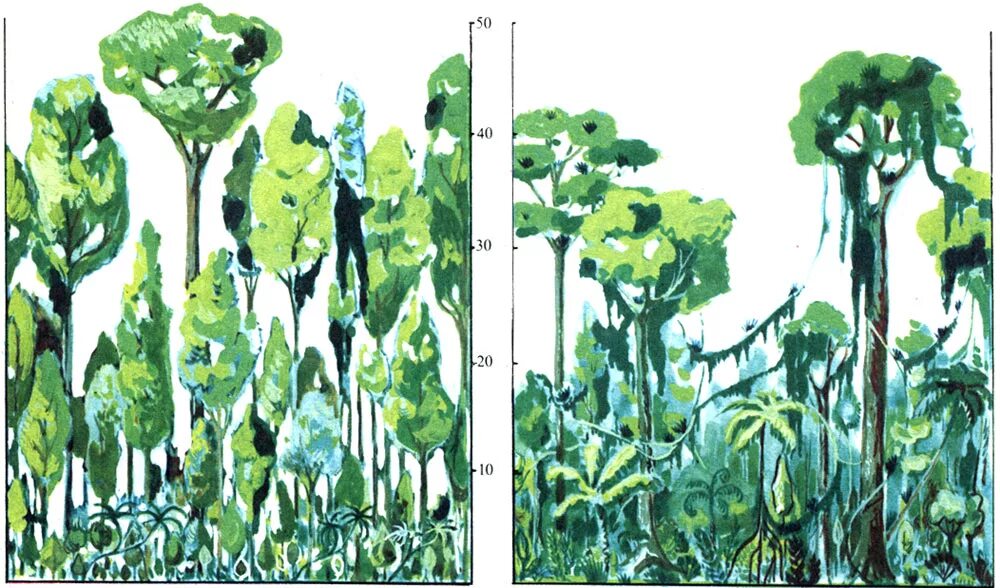 Тропические леса ярусы. Ярусность тропического леса. Ярусность влажного тропического леса. Ярусы влажных тропических лесов Африки. Ярусность в экваториальном лесу.