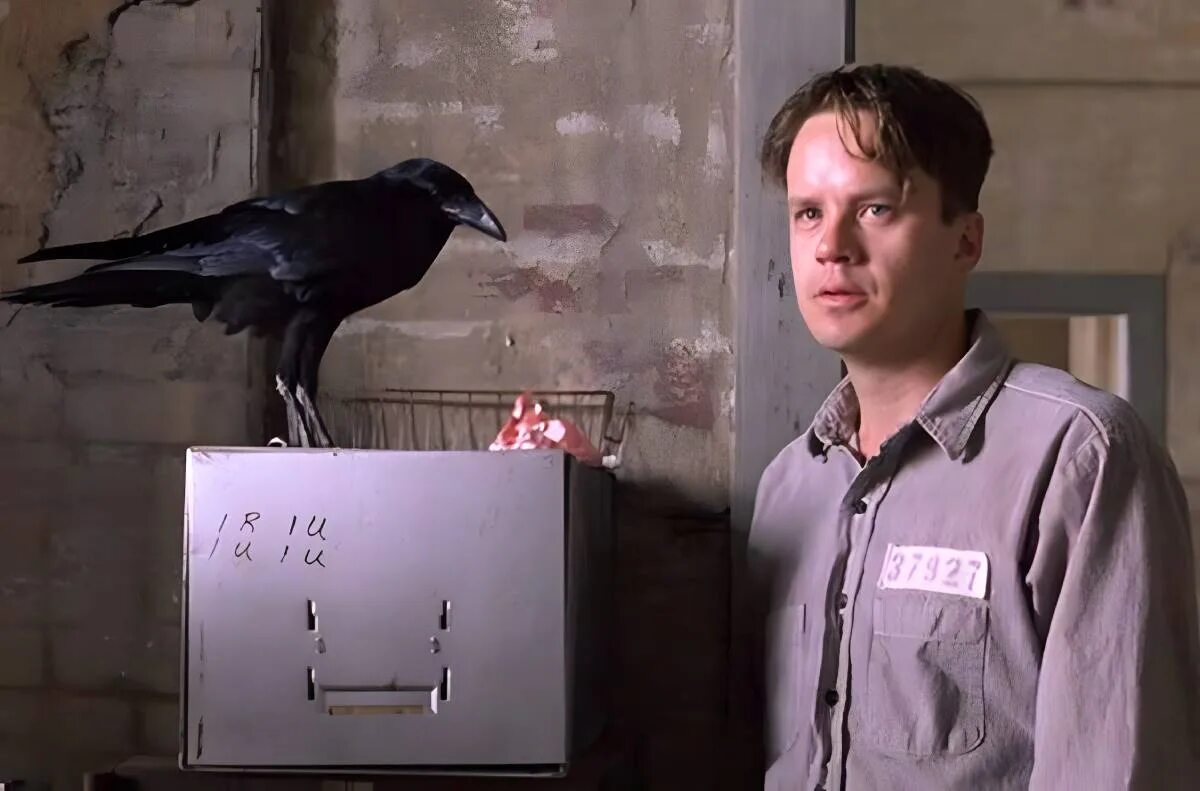 Побег из шоушенка содержание. Побег из шоушенка. побег из шоушенка (1994). побег из шоушенка ворон. тим роббинс побег из шоушенка.