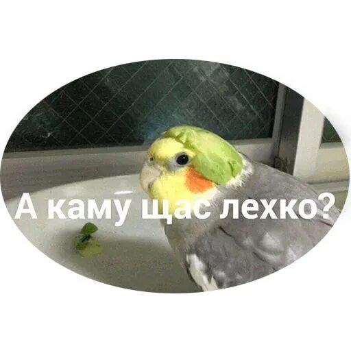 Уважаю попугаев