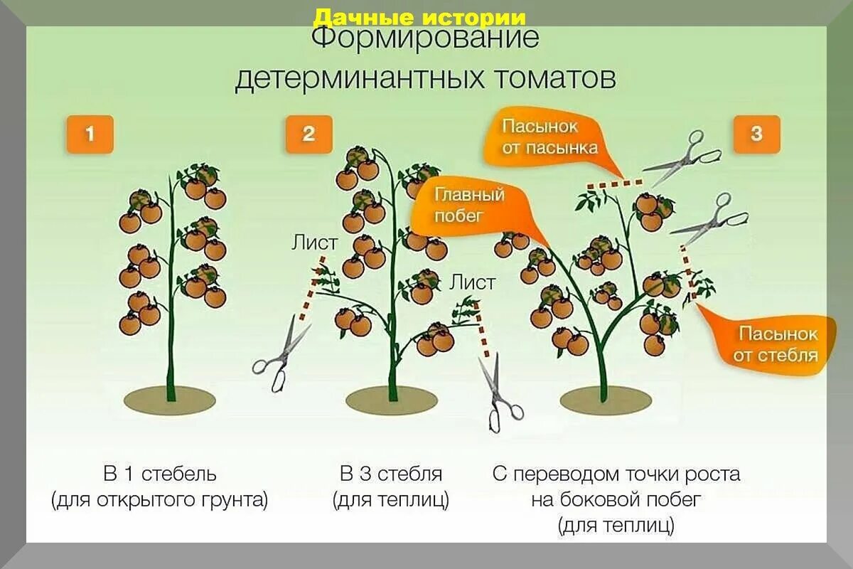 Формировка детерминантных томатов. Томаты как формировать куст. Пасынкование детерминантных томатов. Схема формирования детерминантных томатов.